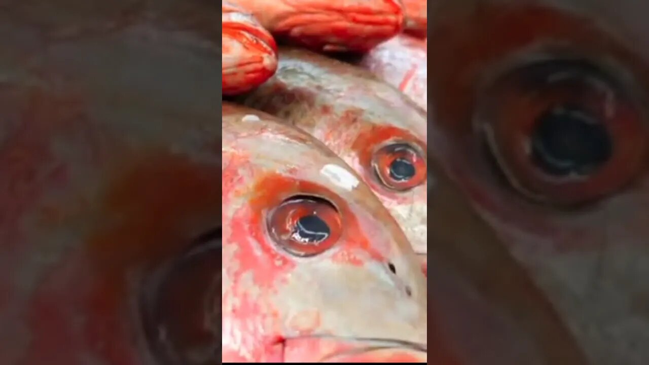 Much Costly Fish 😱 #shorts #shortsfeed