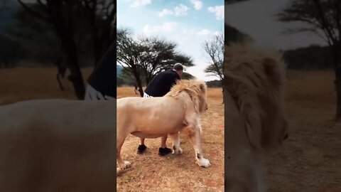 Are you taking the risk 😳 #lion #pets #shorts #viral #youtubeshorts #saintpee