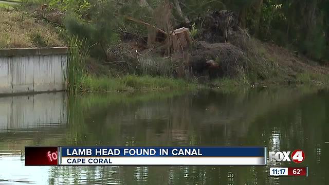 Lamb's head found floating in Cape Coral canal