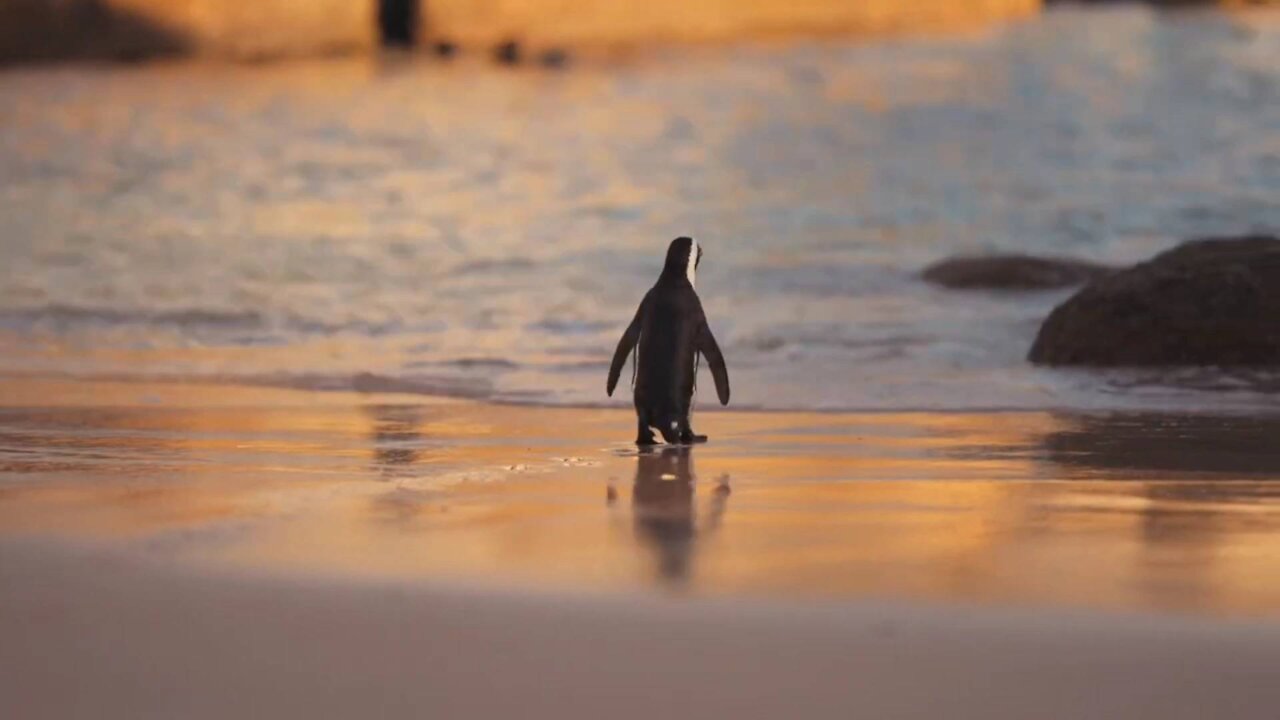 The penguin who is alone is left behind by his group,where will he look for his family..really sorry