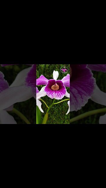 🤪🥊Sensational FRAGRANT Cattleya purpurata var. Striata in gorgeous bloom #ninjaorchids