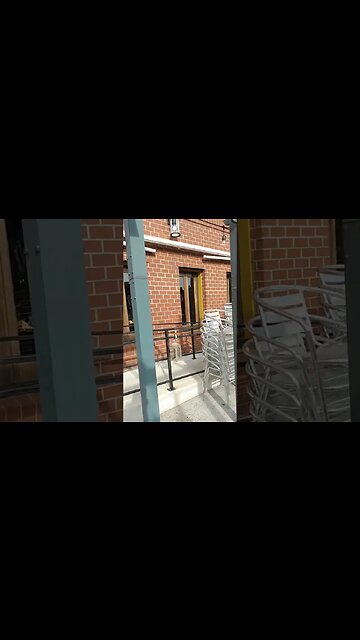 walk with Ace the labradoodle