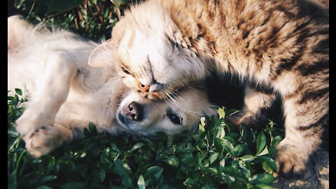 dog and cat so sweet