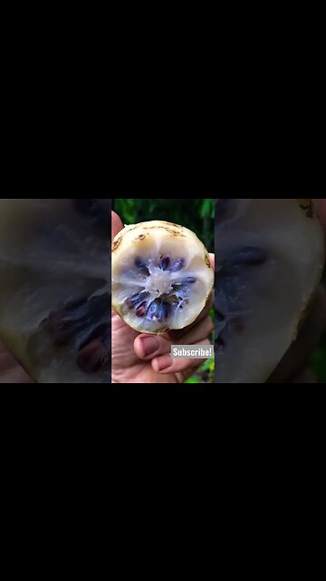Strange Fruits of the Amazon pt3