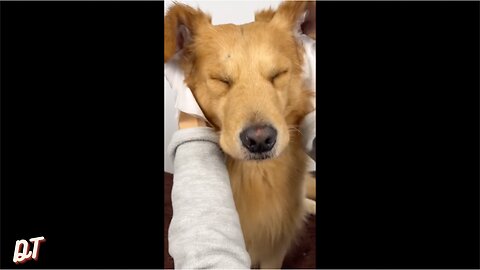 Golden Retriever enjoys his time at the salon