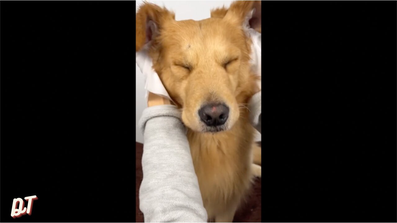 Golden Retriever enjoys his time at the salon