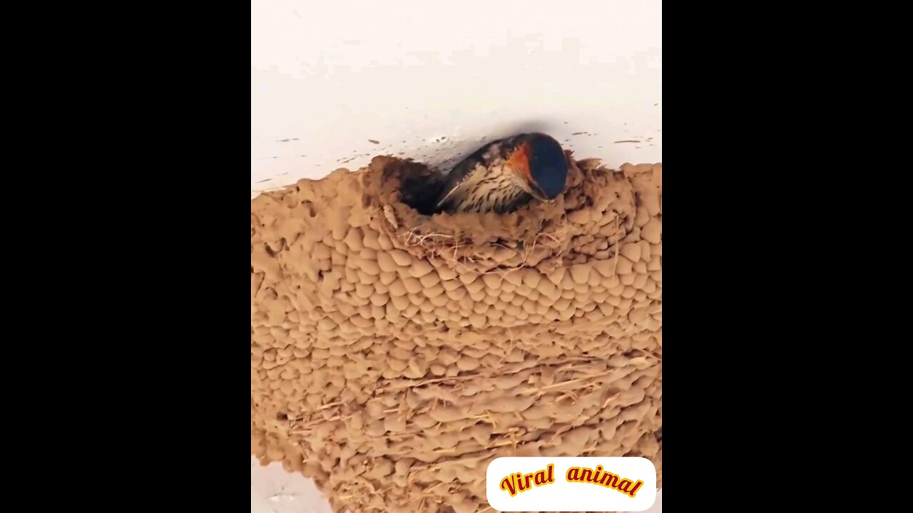 A sparrow is building its house with clay_🙈 Amazing video