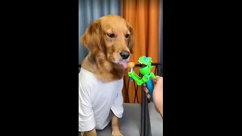 FUNNY DOG VIDEO