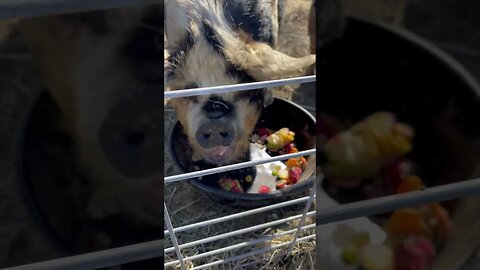 Healthy Momma🐷 #fy #fyp #healthy #veggies #kunekune #pigs #smallfarm #homesteadingfamily