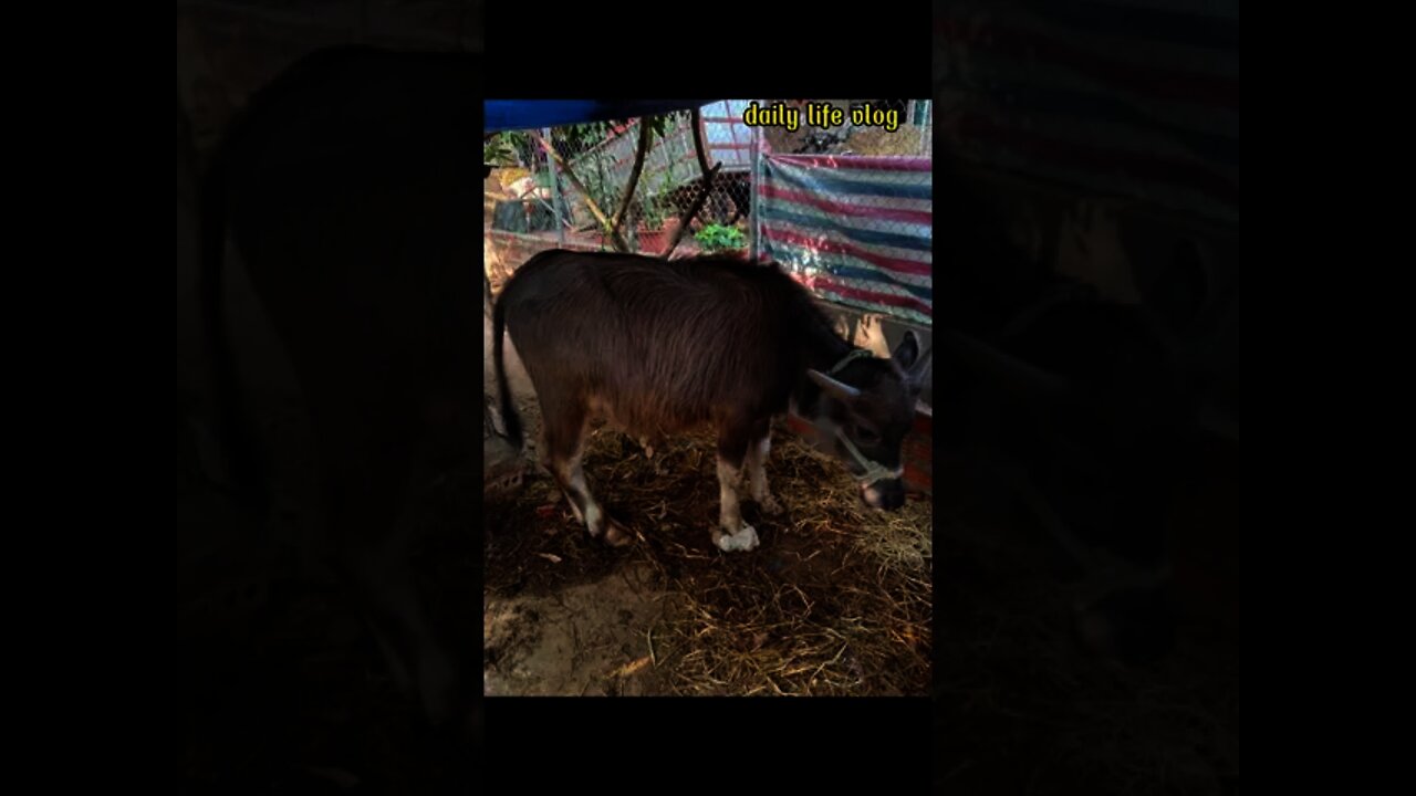 The cows and buffaloes are raised quite thoughtfully by the people