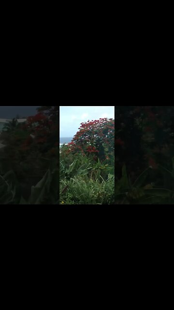 Monkeys 🐵 beat the Humans! 🤦🏻‍♀️ Where the heck am I? 🤷🏻‍♂️ #shorts