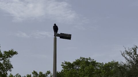 Black Vulture in Paradise- 4K