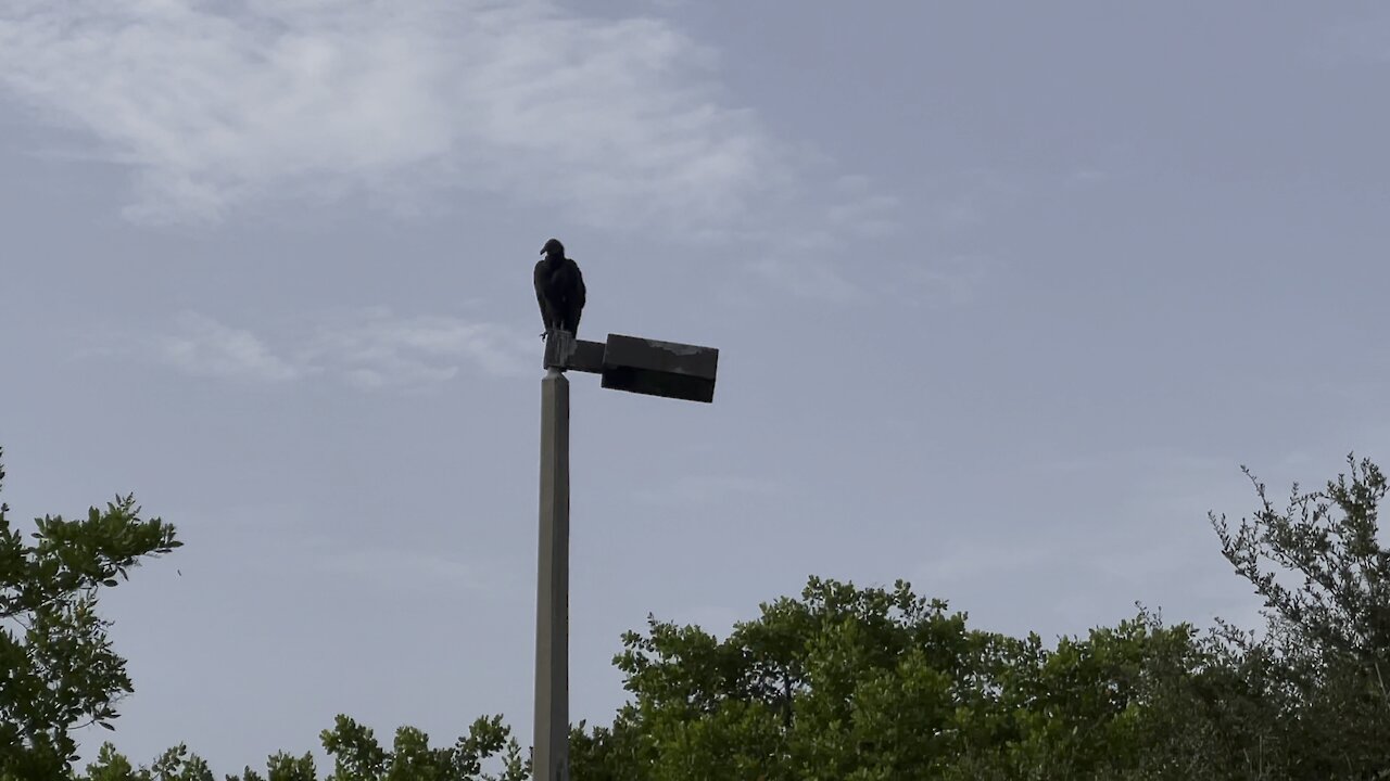Black Vulture in Paradise- 4K