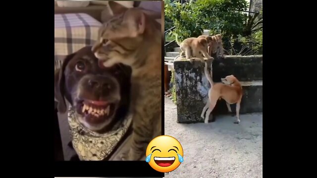 Funny reactions of cats, dogs and others.