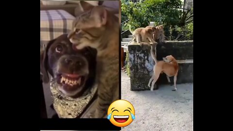 Funny reactions of cats, dogs and others.