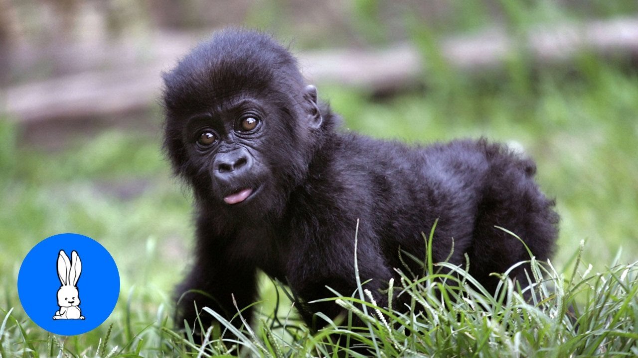 Delightful Baby Gorillas Being Naughty While Playing.