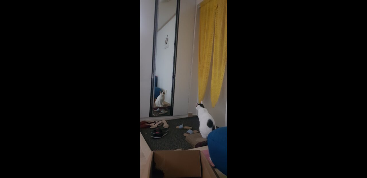 Video of a cat