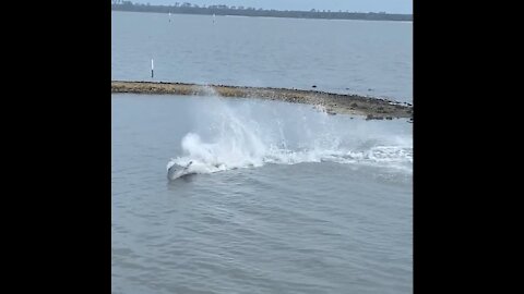 Dolphins in Alligator Point, Florida