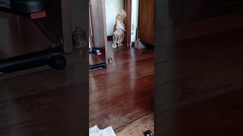 #dogs , #animals , #cães