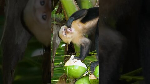 Capuchin Monkey Getting Coconut Water From the Source #shorts #short