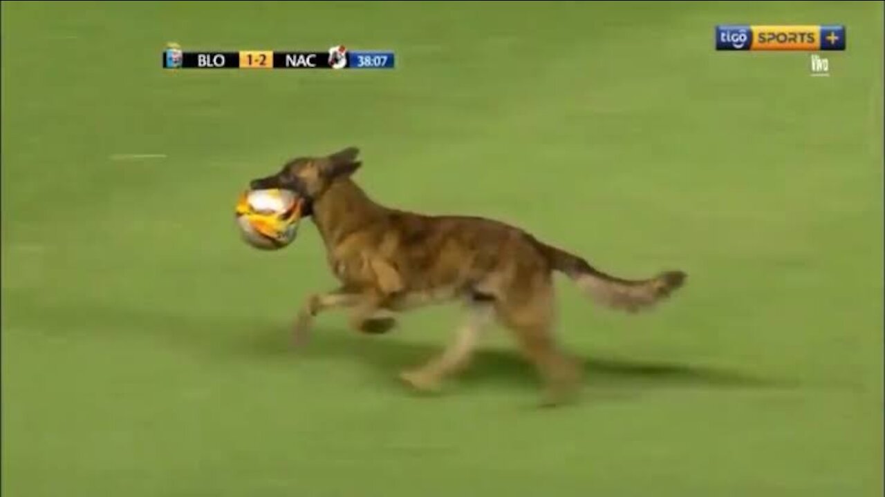 Is the Police Dog Better Player then Messi and Ronaldo? | Bayzid Point