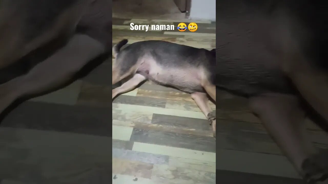 Sorry naman 😂🥴 #dog #dogshorts #dogs