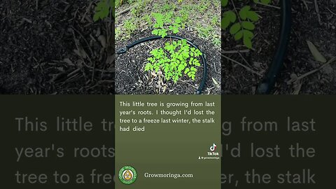 Lone Star Moringa in Tool, Texas