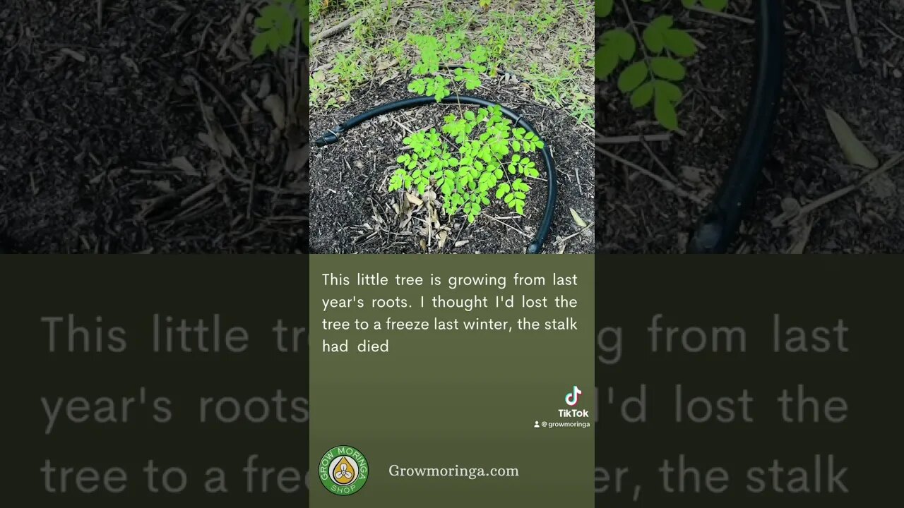 Lone Star Moringa in Tool, Texas