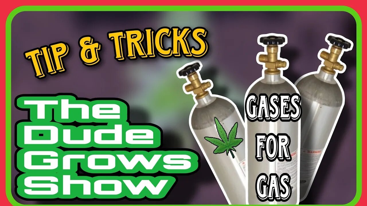 Cannabis Yield: Tips & Tricks for Adding CO2 During Flowering - Dude Grows Show 1,476