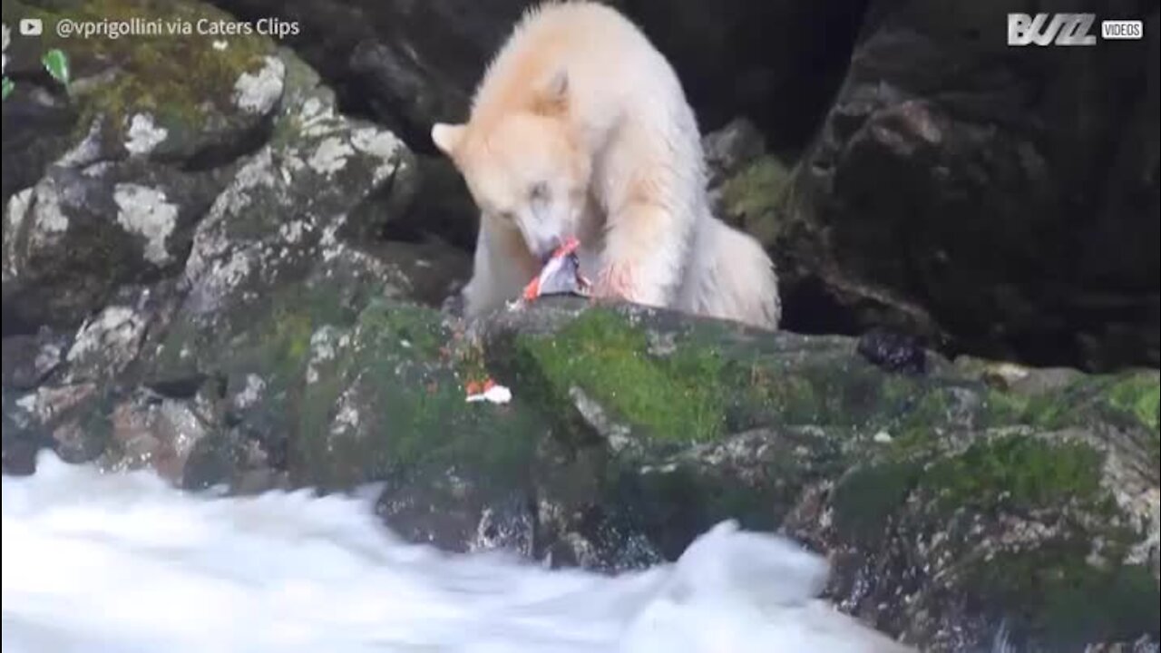 Urso branco raro filmado em floresta no Canadá