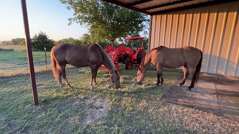 Visit With The Horses During Morning Feeding