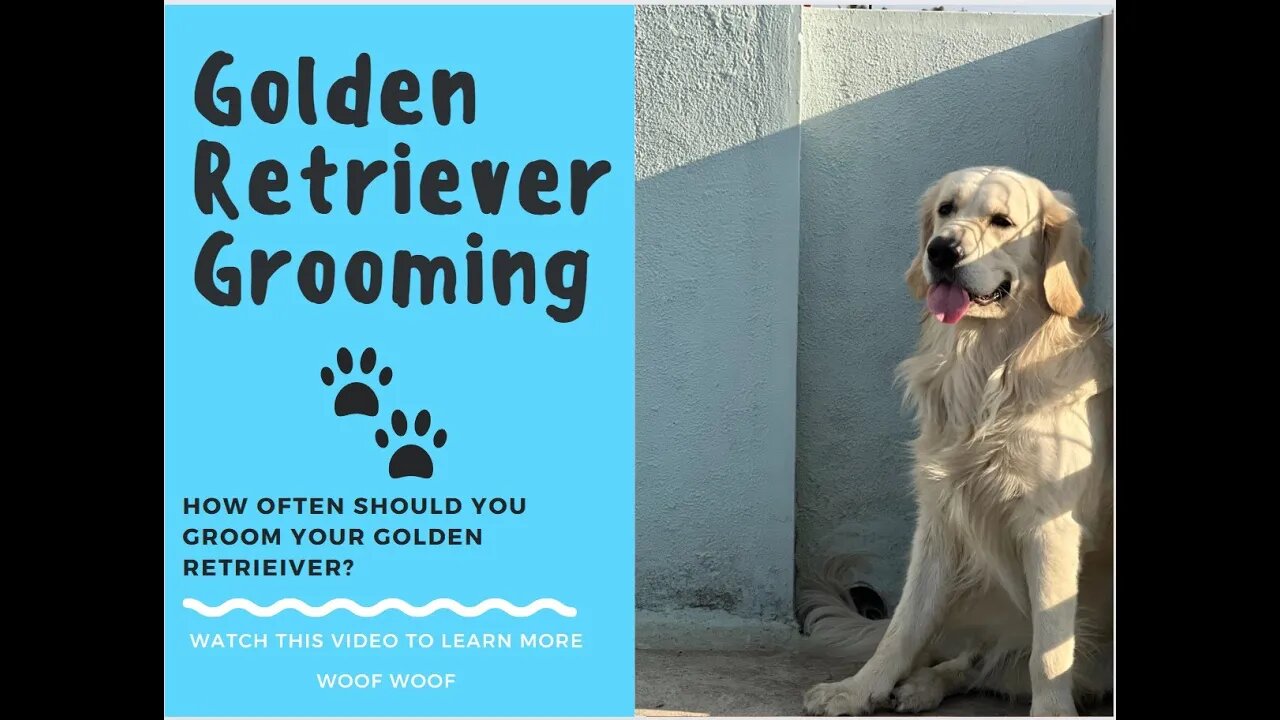 How Often Should You Groom Your Golden Retriever