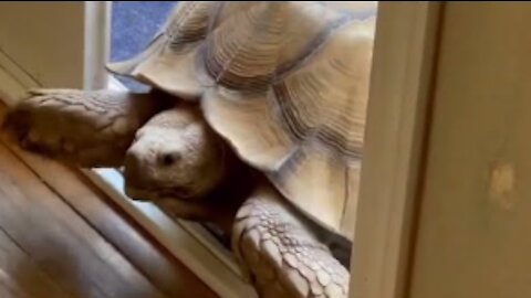 Tortoise Opening Doors Like He's Paying The Mortgage