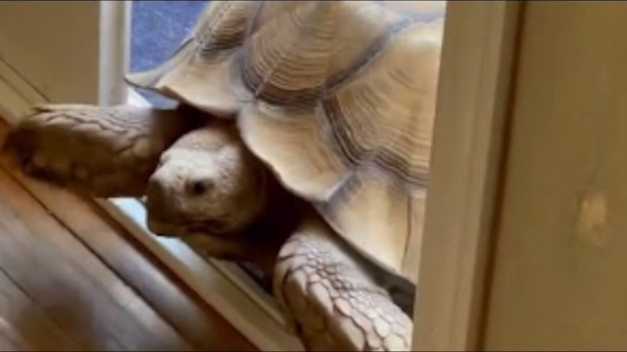 Tortoise Opening Doors Like He's Paying The Mortgage