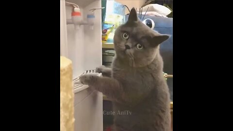 Funny Animal Videos Of The Day ! 😂😂