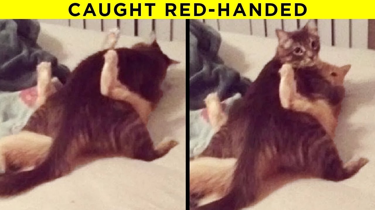 best funny cat ant dog video compilation # best cat and dog compilation