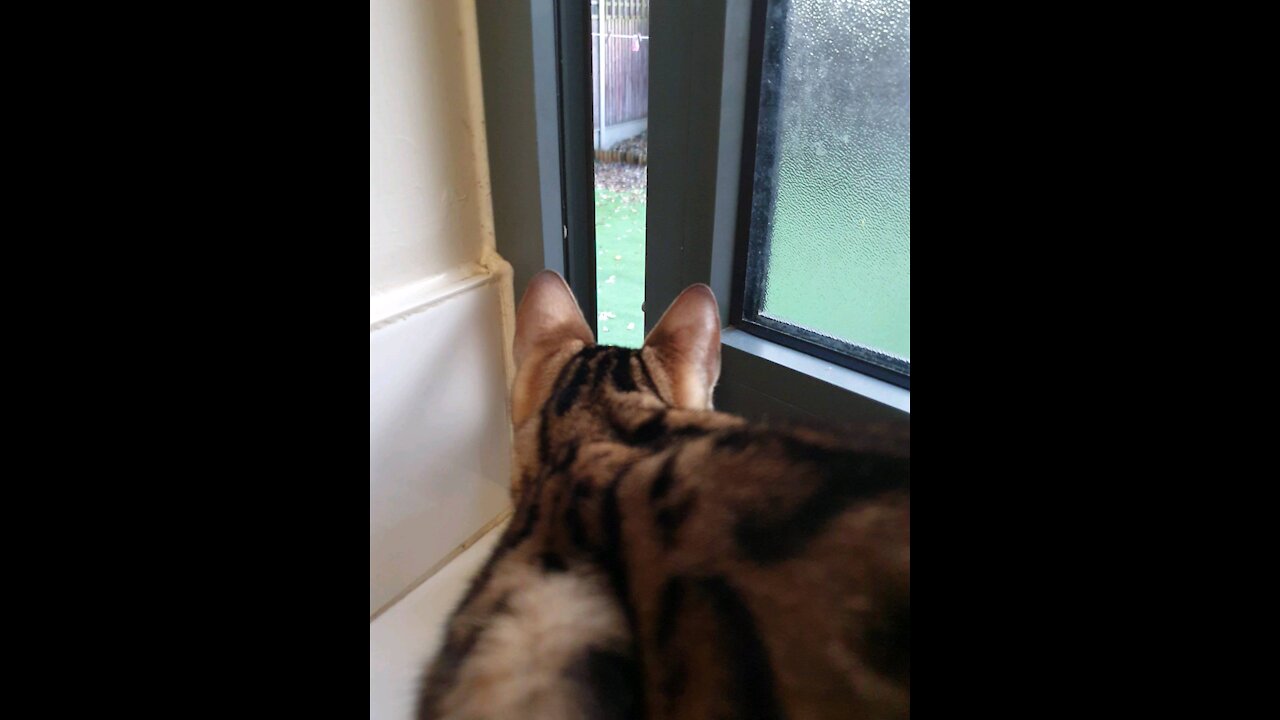 Cat hunting birds from window
