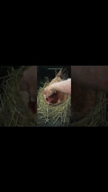 Good Morning Forest Day 7 sitting on eggs