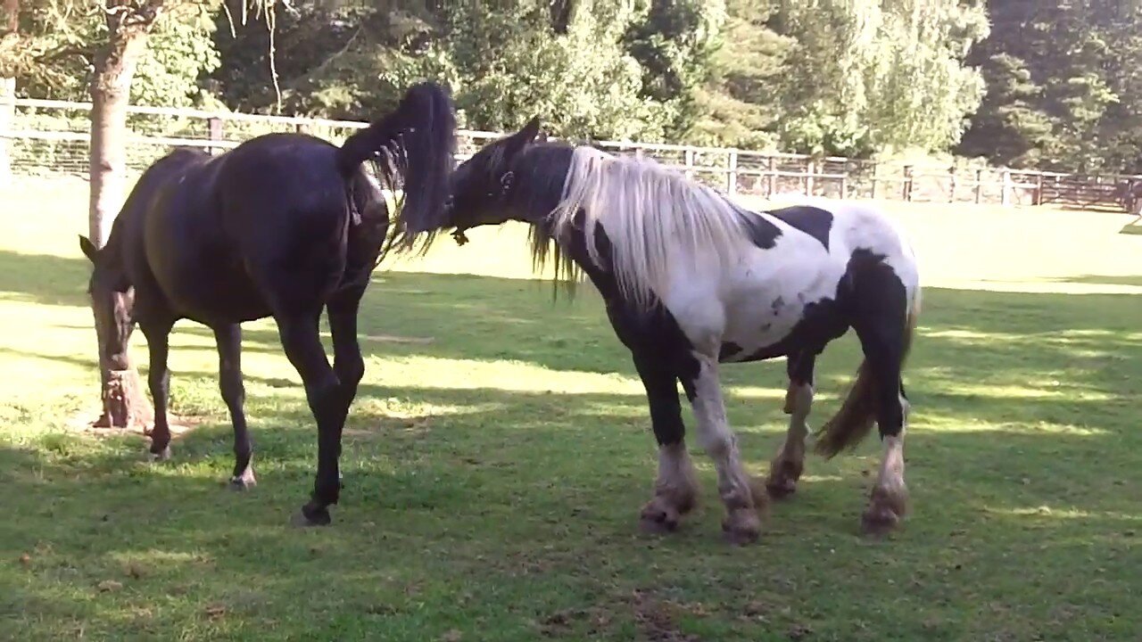 Colt gets a decent kicking for attempting to cover/mate the female horse.