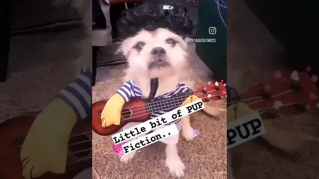 PUP FICTION GIZMO