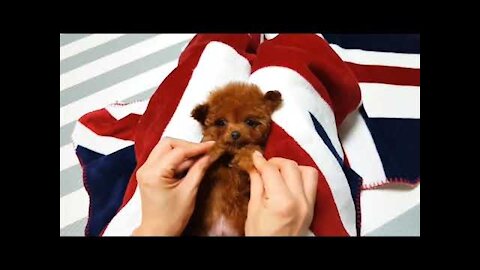 Cute Puppies, Cute Dogs - Puppy Doggy , lots of cute animals 2021