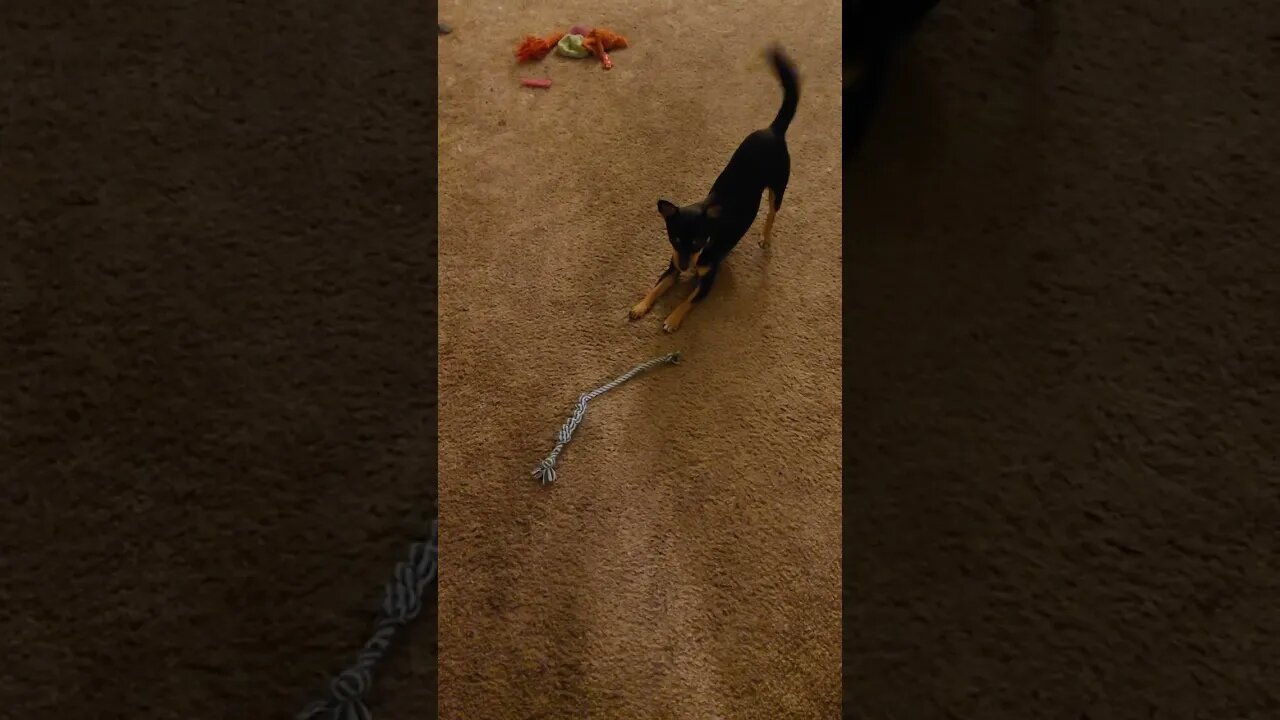 Snickers letting me know he wants to play