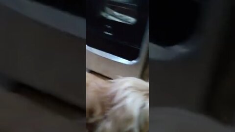 dog , shorts