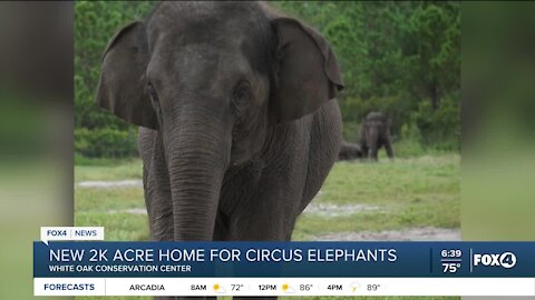 New home for circus elephants in Florida