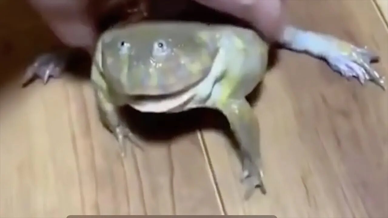 [10 HOURS] of Sizzling Frog Meme