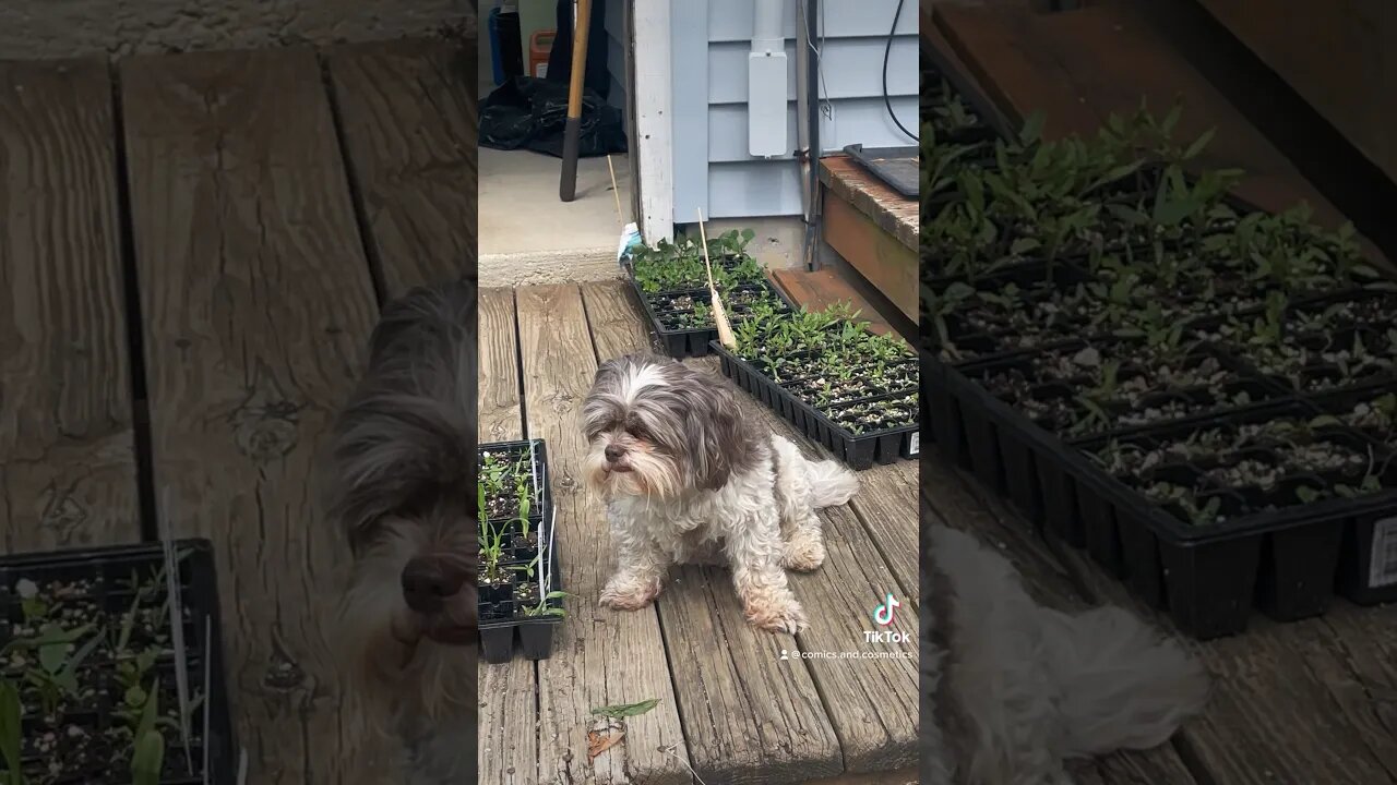 Tiny the #EwokBaby guards the garden #dog #puppy #cute