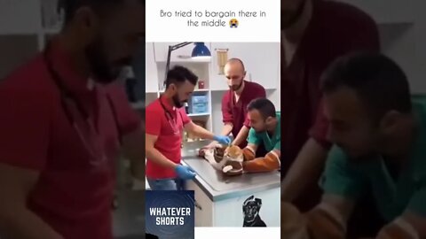 Funny cat tried to negotiate with vet to keep his nuts #shorts #cat #animals #funny