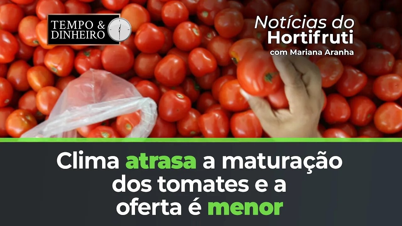 Clima atrasa a maturação dos tomates e a oferta é menor