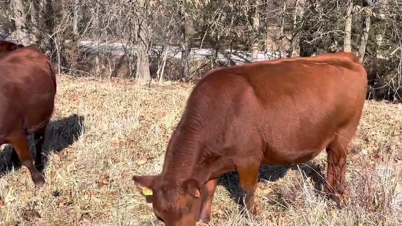 Newly created silvopasture gets first hay unrolled in it for cow mob.