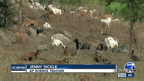 Hundreds of goats are teaching Castle Pines high schoolers a thing or two about fire mitigation